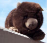 Wombat Wombat